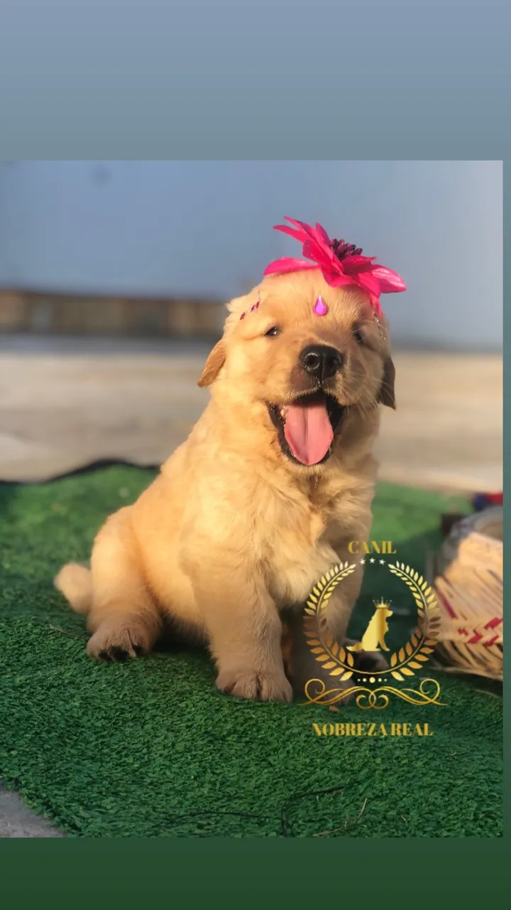 Golden Retriever Belissima do @CanilNobrezaRealOficial
