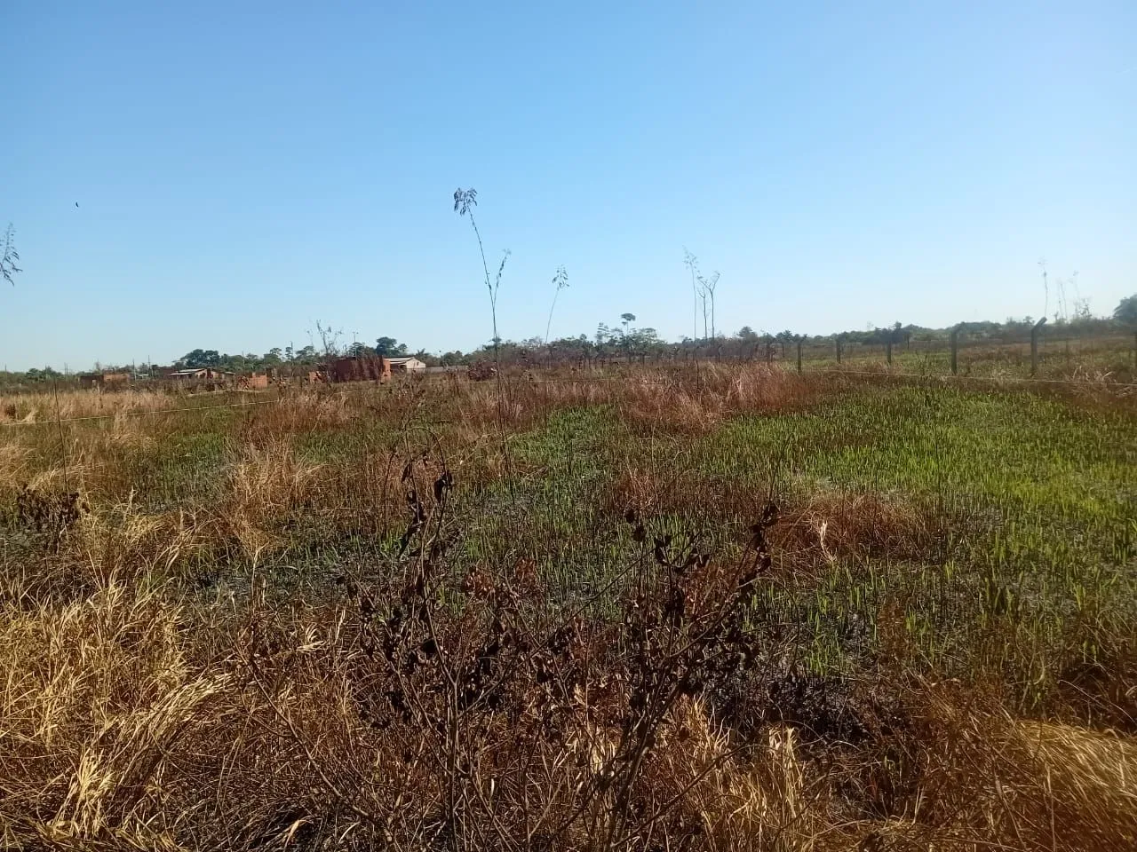 Vendo 2 terreno atrás da Amadeo Barbosa no canaã Não alaga terreno plano 10x25 cada