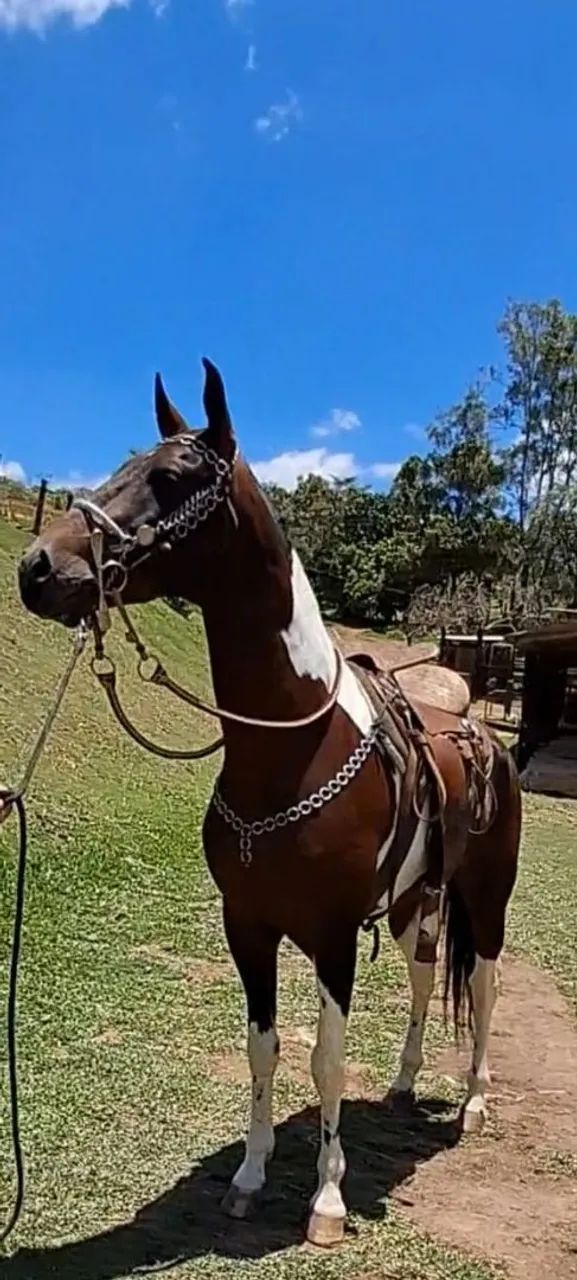 GARANHÃO LUXO (registrado) barato no pix - Foto 3