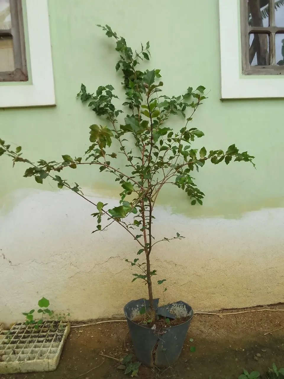 Muda de Acerola 1,60 altura