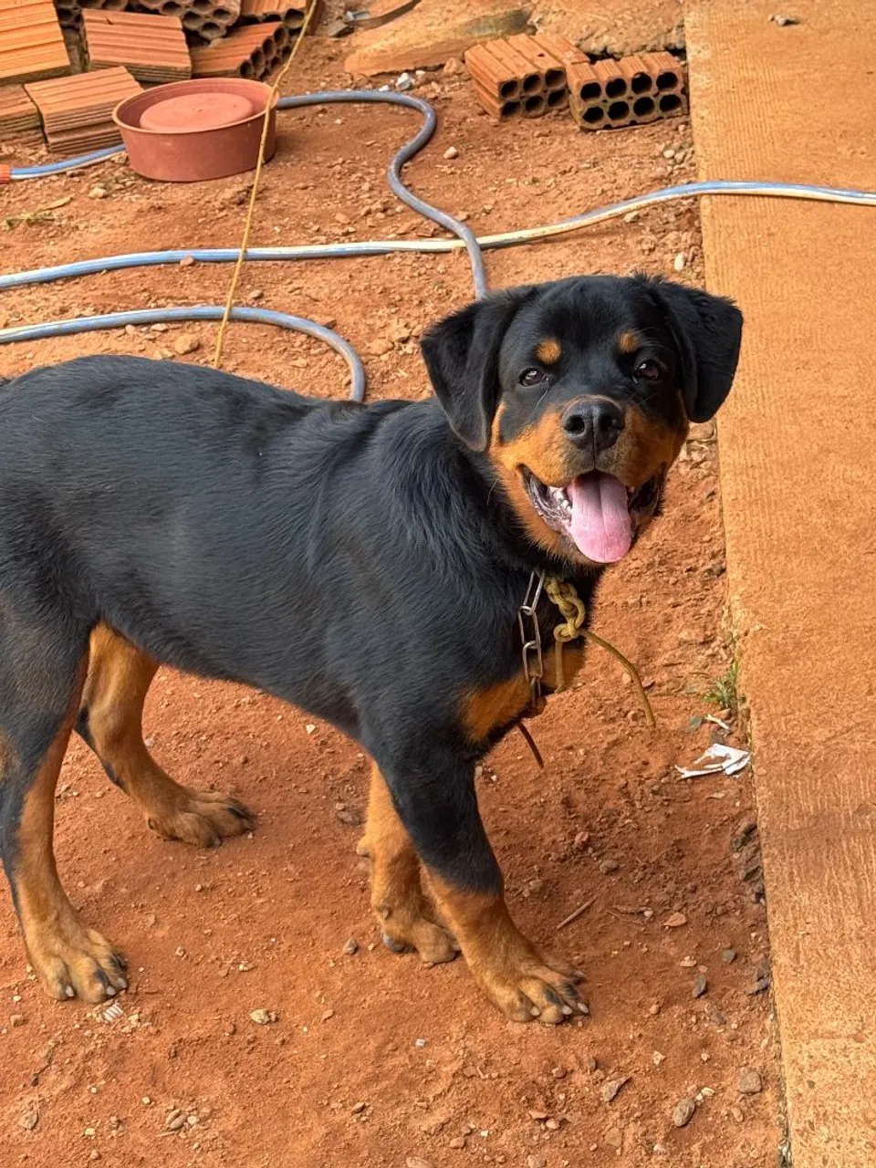 Rottweiler filhote