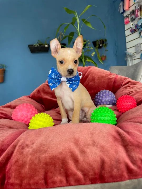 Mega promoção Pinscher macho $1.100,00 - Foto 3