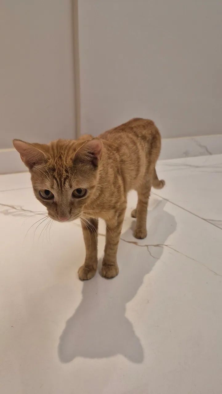 Gato para adoção  - Foto 3