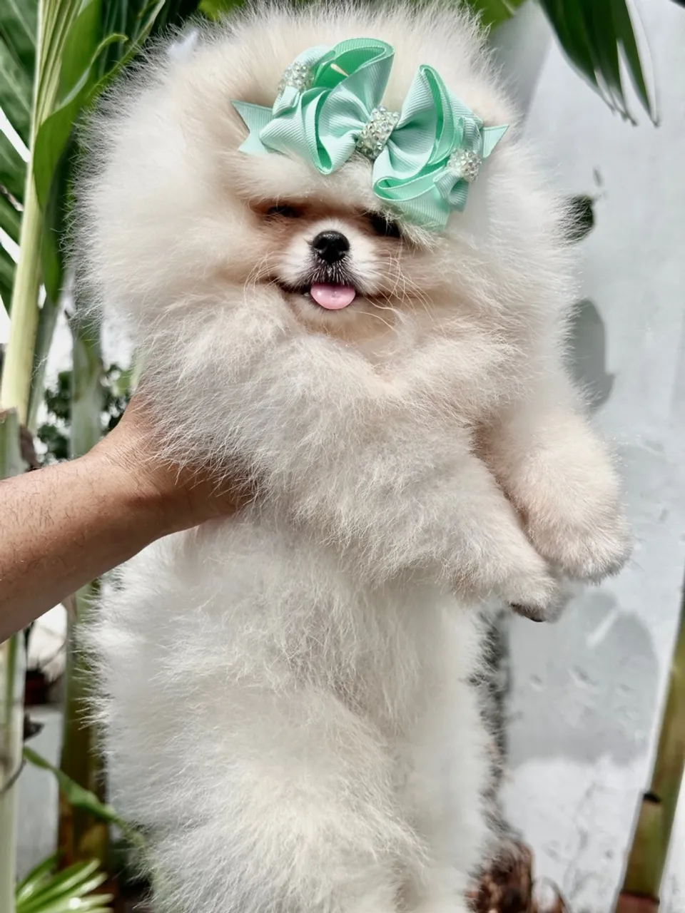 Lulu Da Pomerânia Fêmea Filha de Russos Disponível