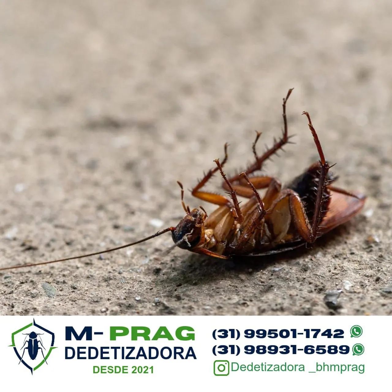 M-PRAG DEDETIZADORA - Controle de Pragas Urbanas  - Foto 2