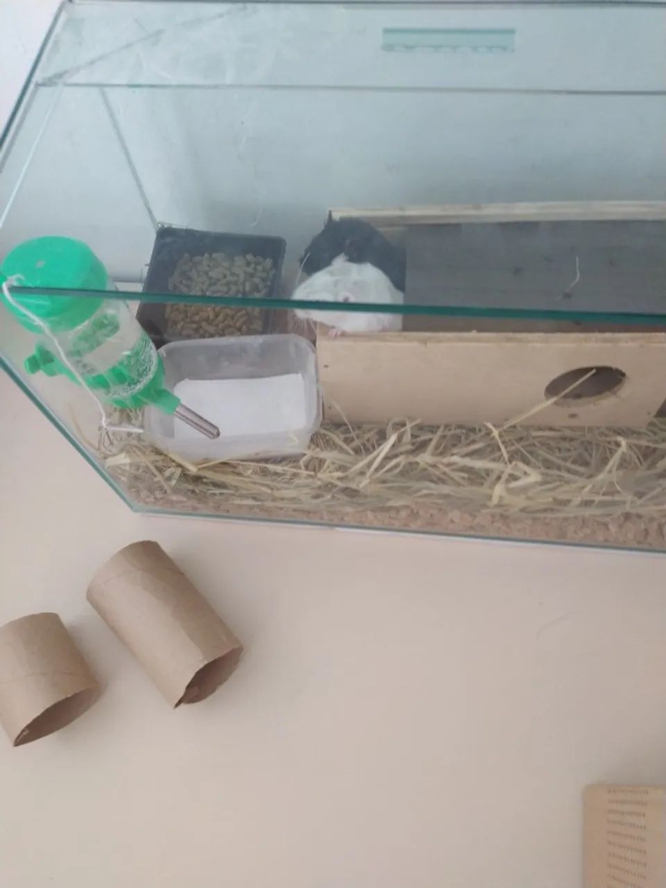 Dois gerbil irmãos - Foto 2