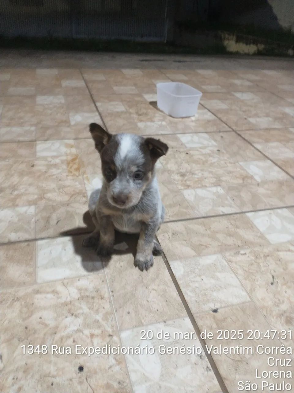 Filhote de BLUE HELLER/ AUSTRALIAN CASTLE DOG/ BOIADEIRO AUTRALIANO - Foto 5