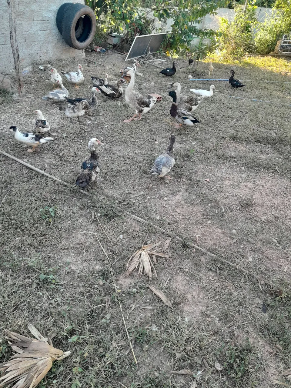 Patos a venda 