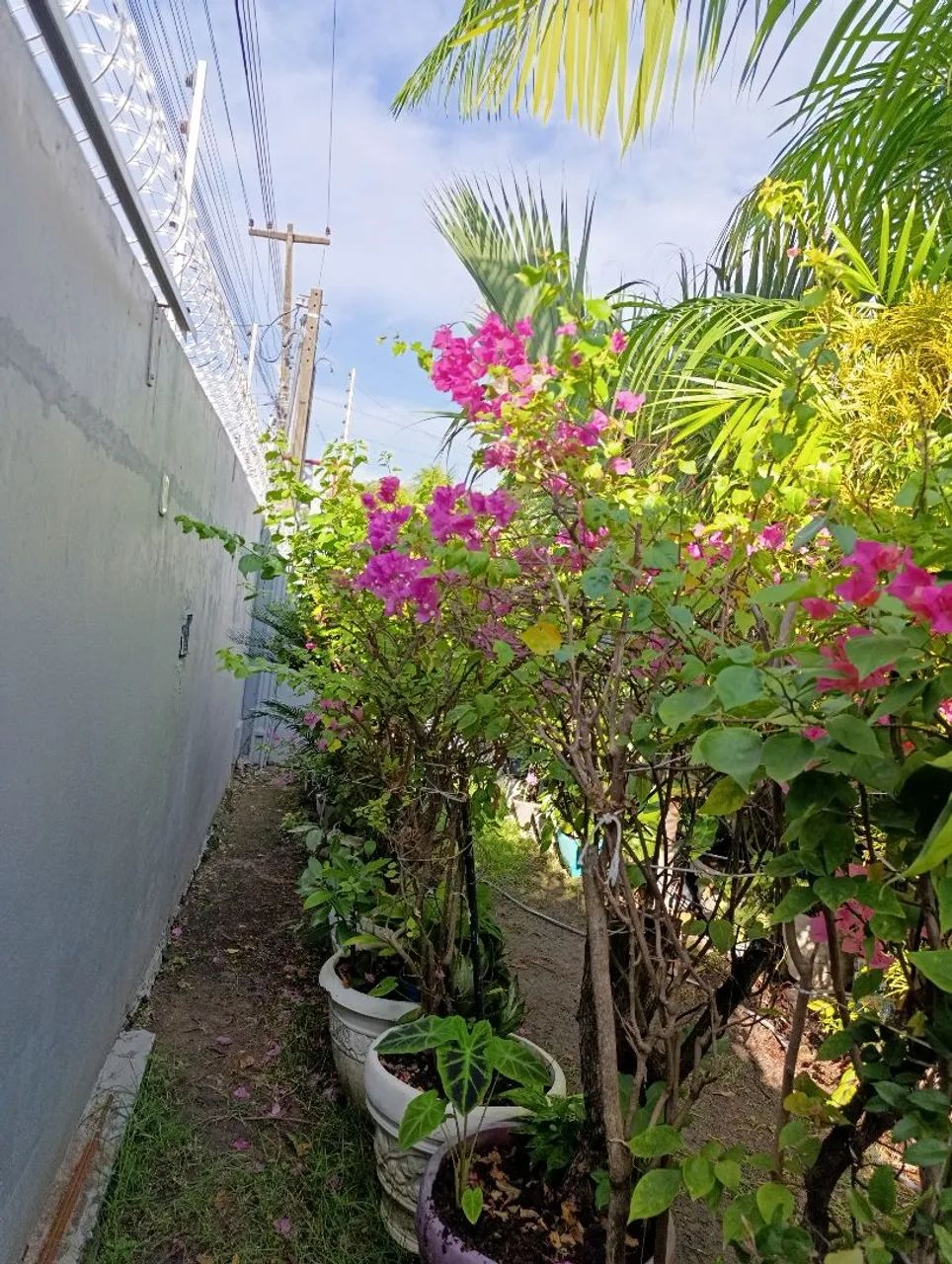 Bougainvillea adultos  - Foto 2