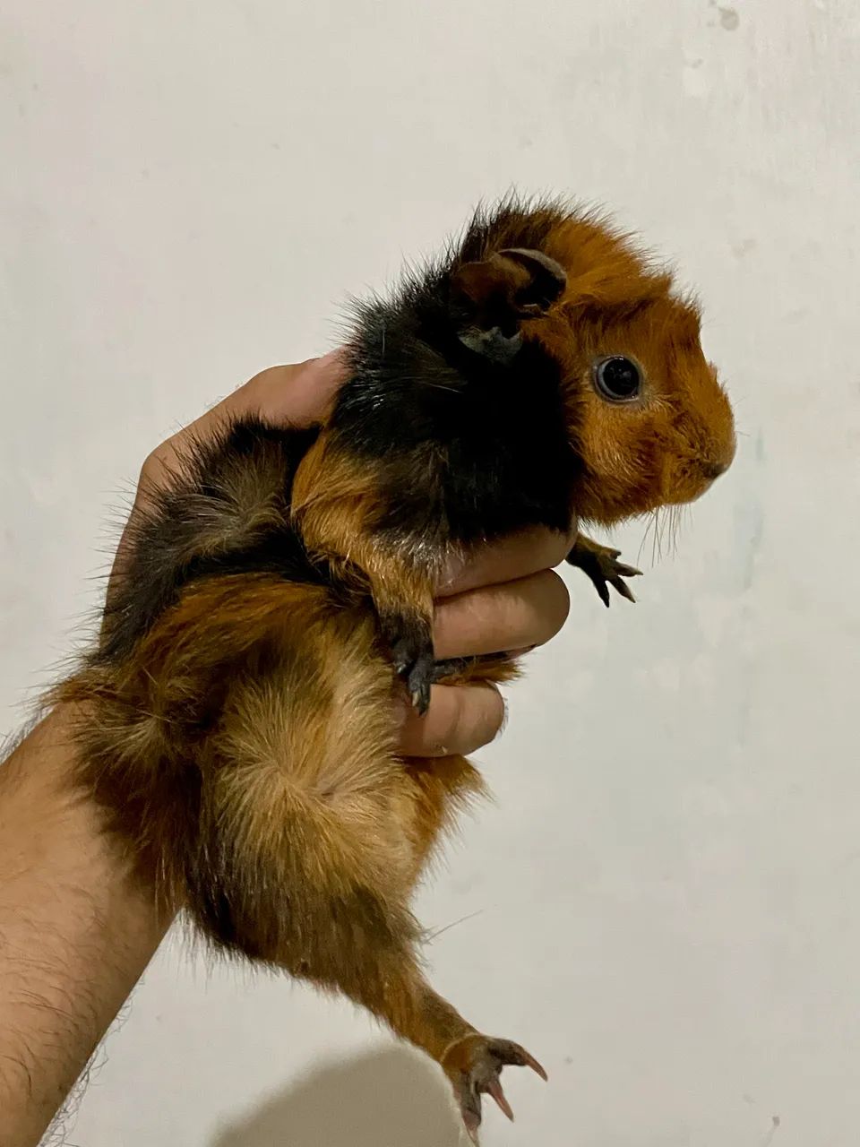 Porquinho da índia 63824587143427120