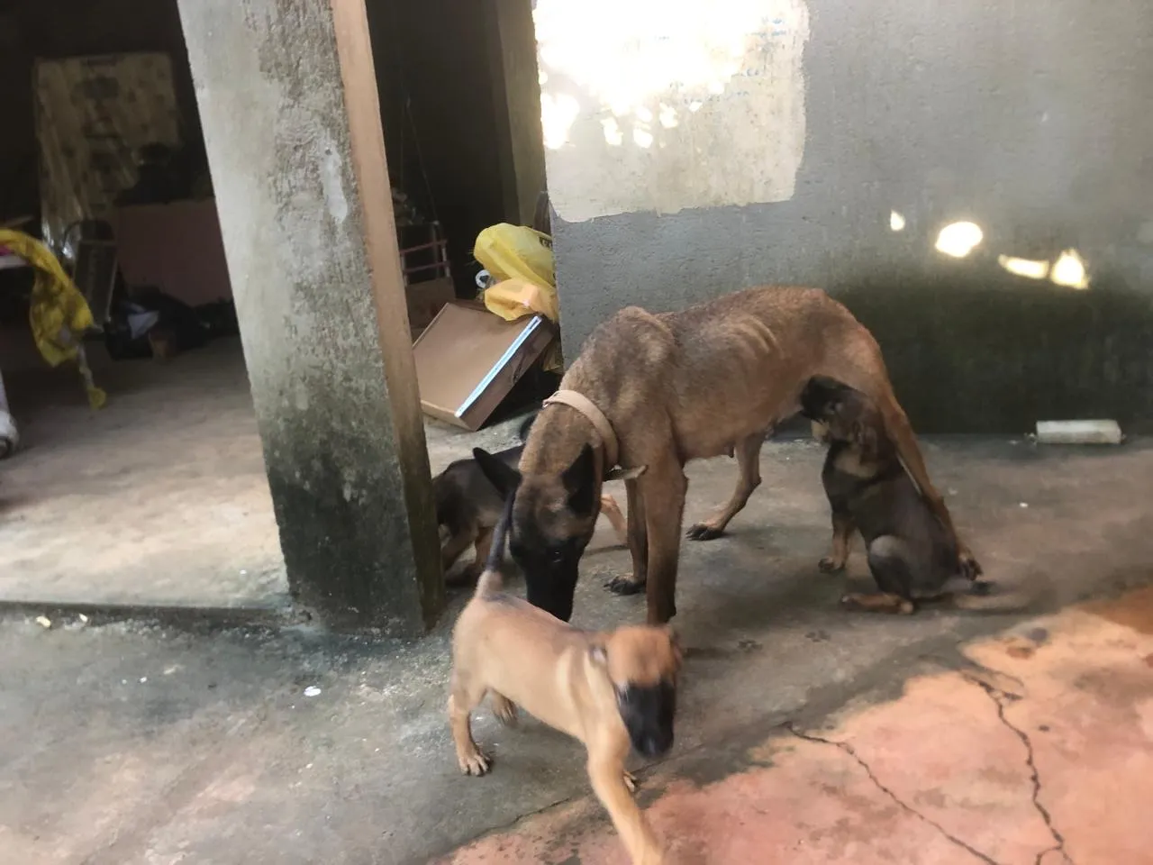 Filhote de Malinois mestiço pra adoção