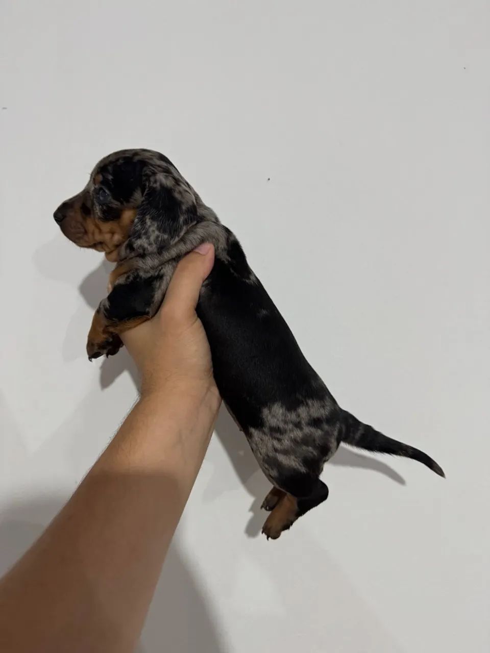 Filhote Fêmea- Dachshund/Basset Arlequim  - Foto 5
