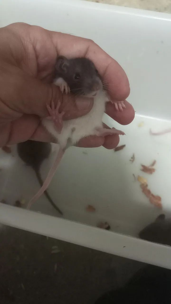 <br>Procurando um pet inteligente,sociável e super carinhoso ? - Foto 5