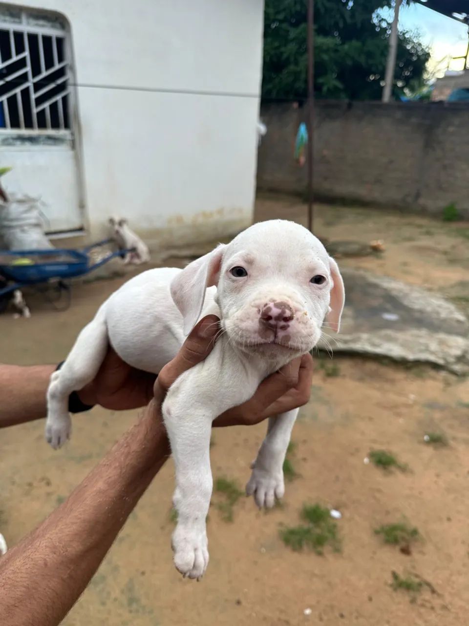 Filhotes de Pitbull com pedigree - Foto 2