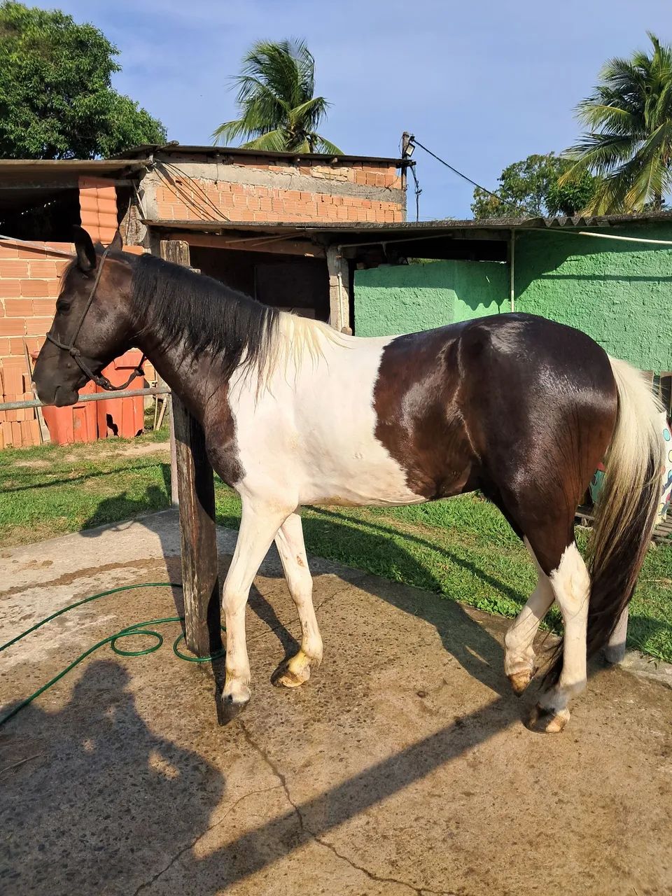 Cavalo Pampa de preto - Foto 4