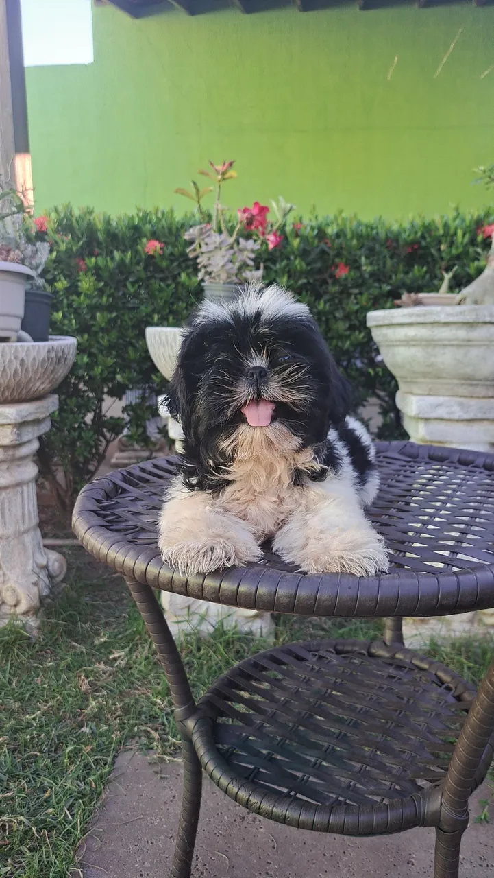 Venda de filhotes shih tzu