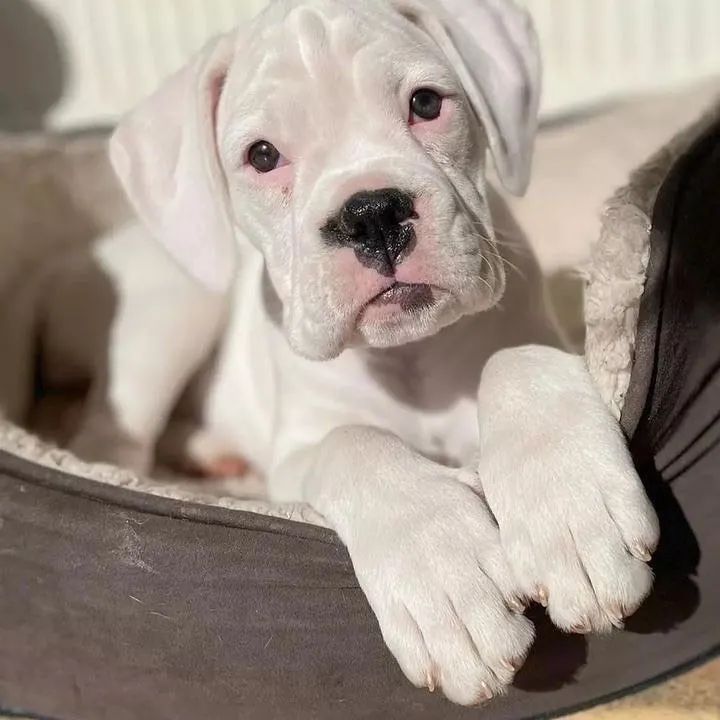 Boxer filhotes  - Foto 3