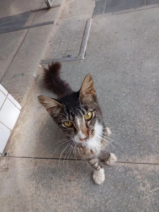 Gatinho fofo para adoção - Foto 2