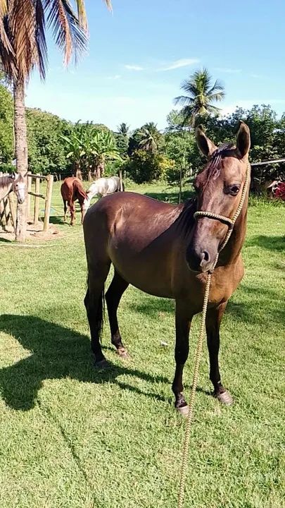 Vendo esse potro de 3 anos de idade  - Foto 2