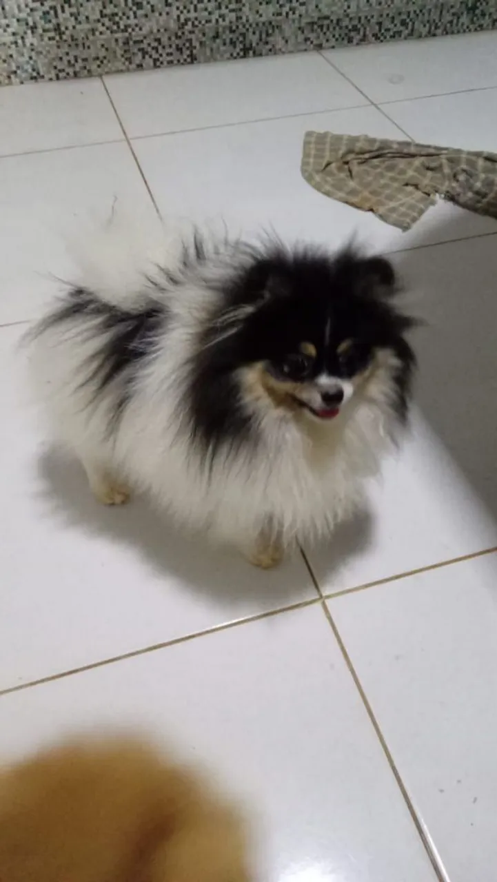 Filhote de Spitz Alemão disponível fêmea $2.600.macho.$1.600