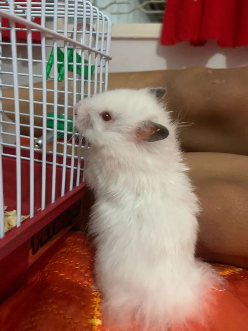 URGENTE: Doação de Hamister 