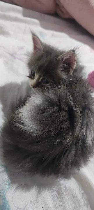 Filhote Fêmea de Maine Coon - Foto 5