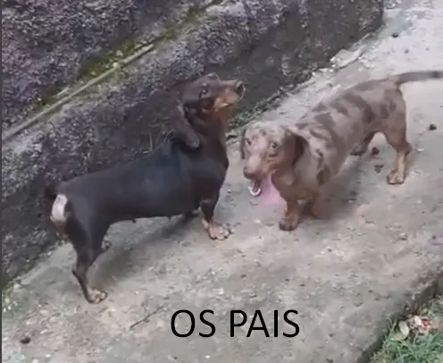 Filhote de Dachshund Chocolate - 30 dias - Última oportunidade!