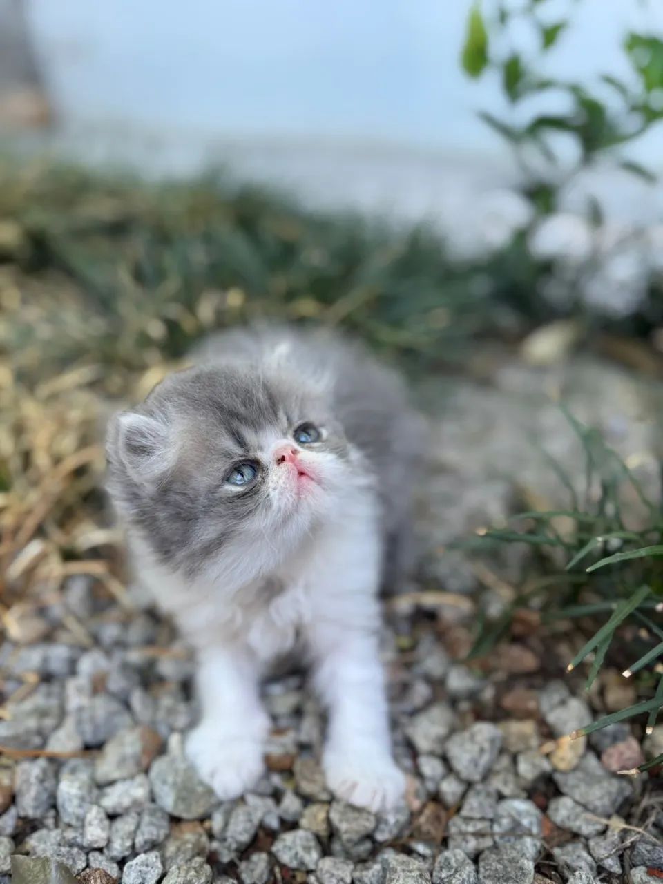 Gato persa macho puro - Foto 3