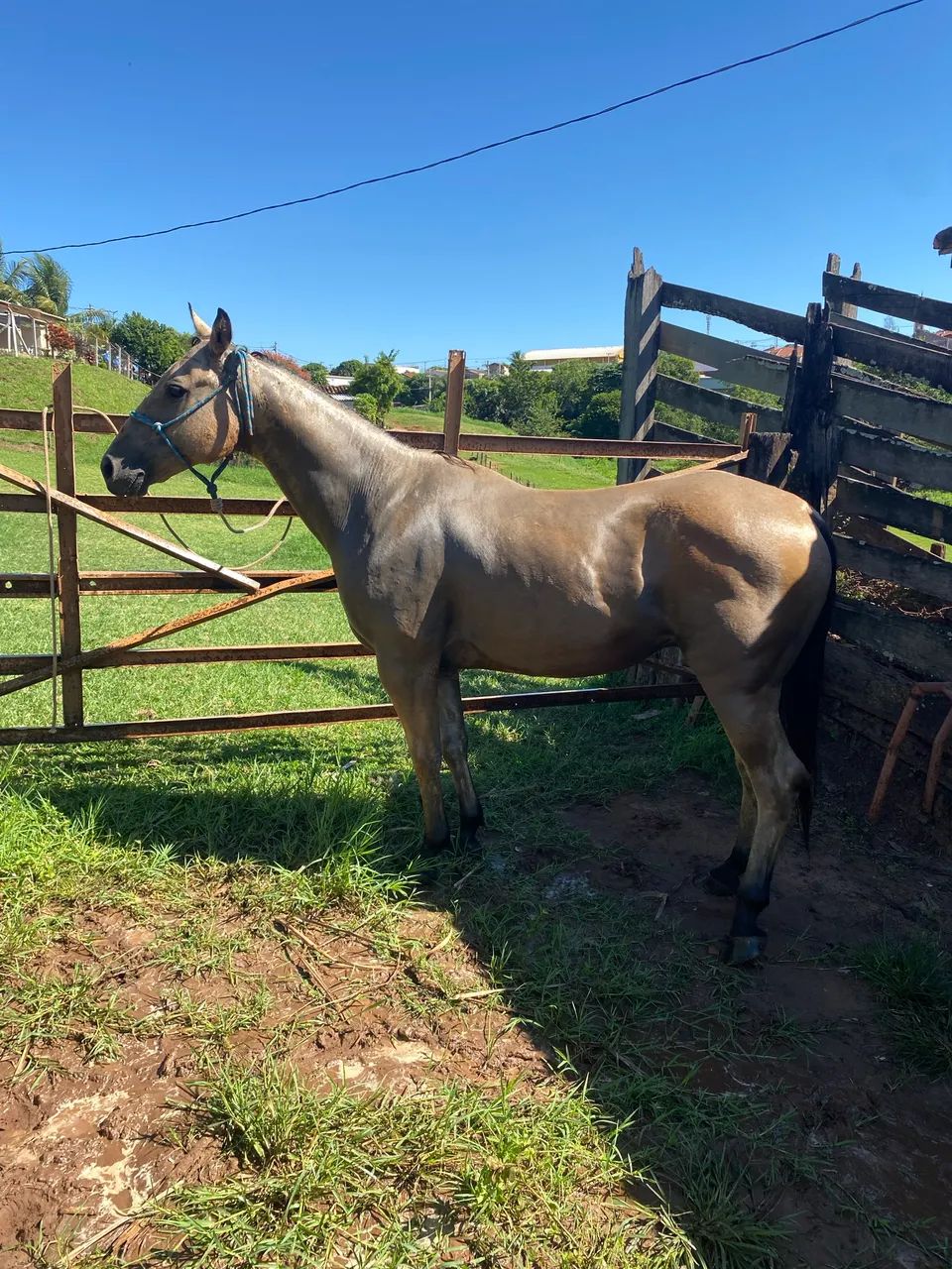 Horse 