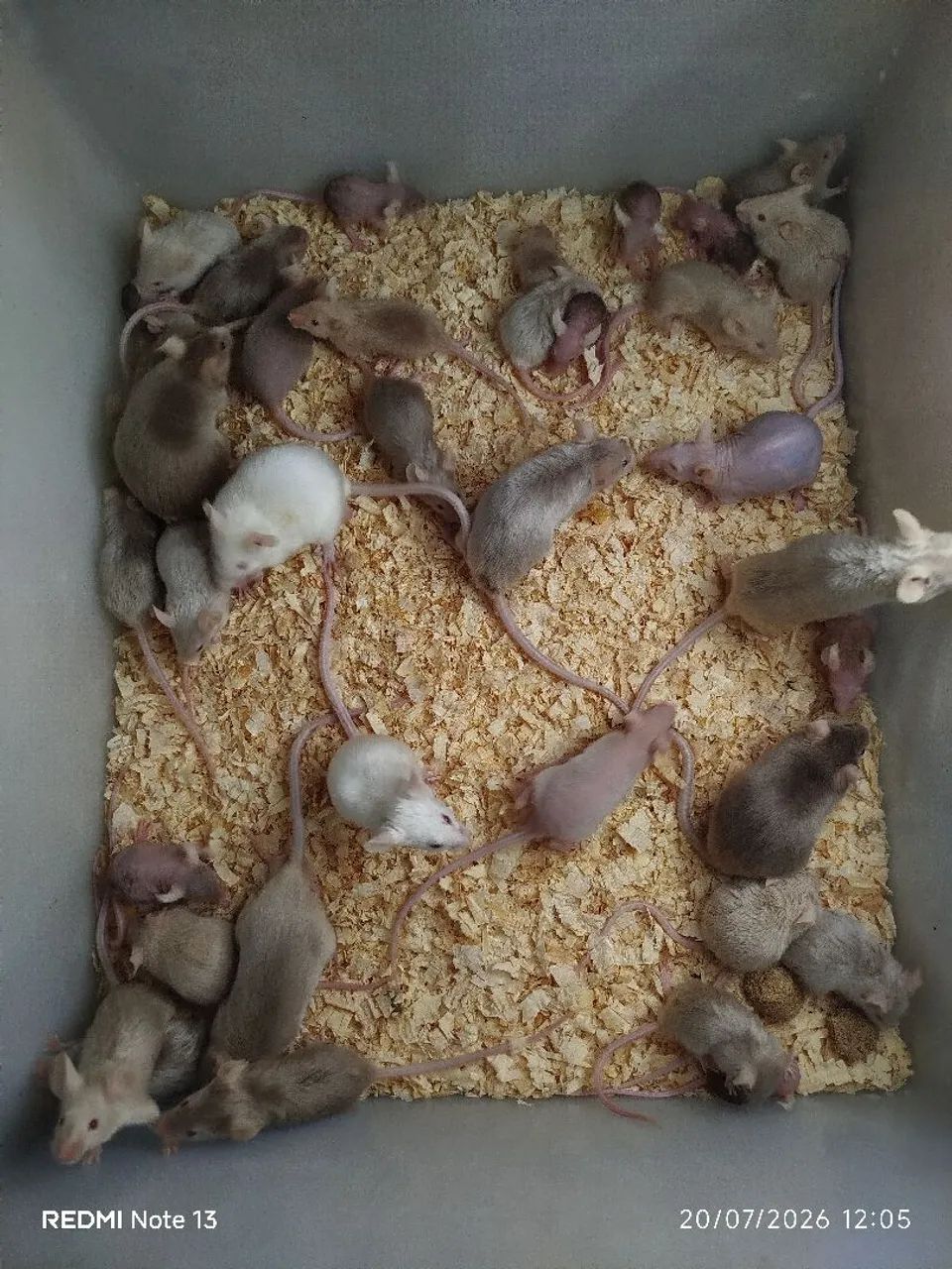 Dongos 