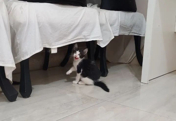 Gatinha para adoção