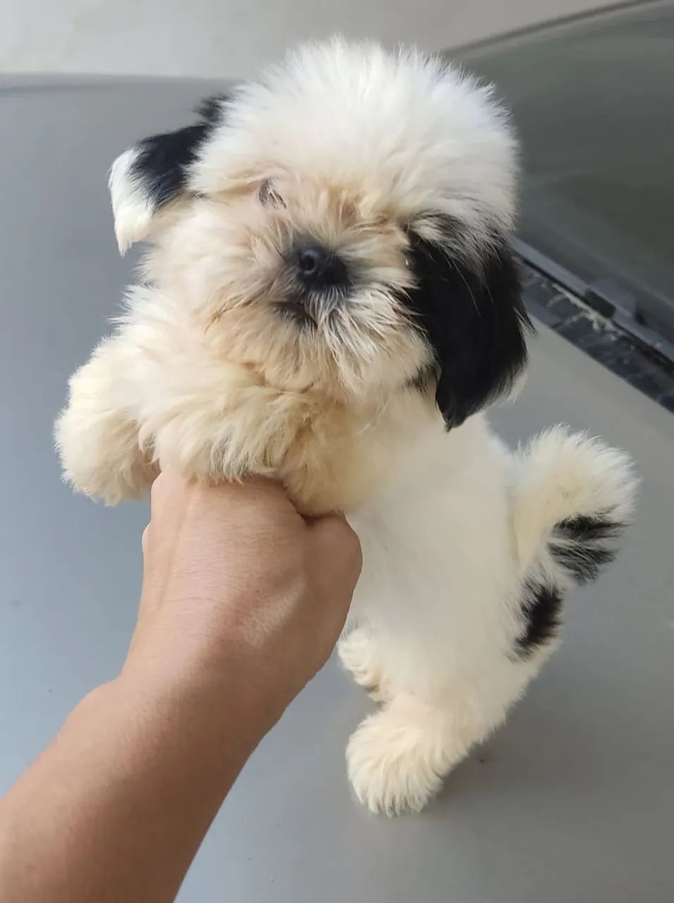 Vendo Shitzu macho micro ? - Foto 3