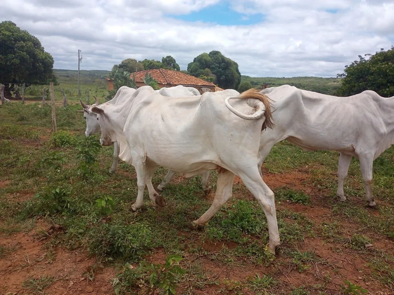 Vacas - Foto 3