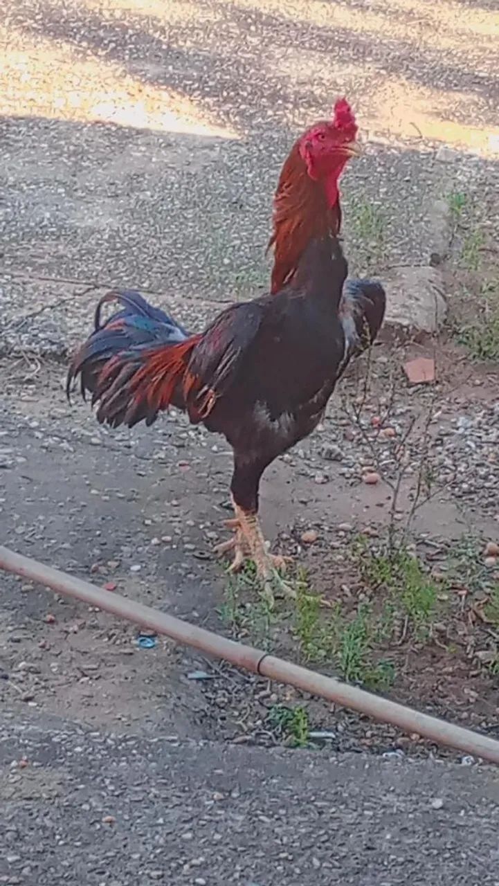 Vendo este galo  - Foto 3