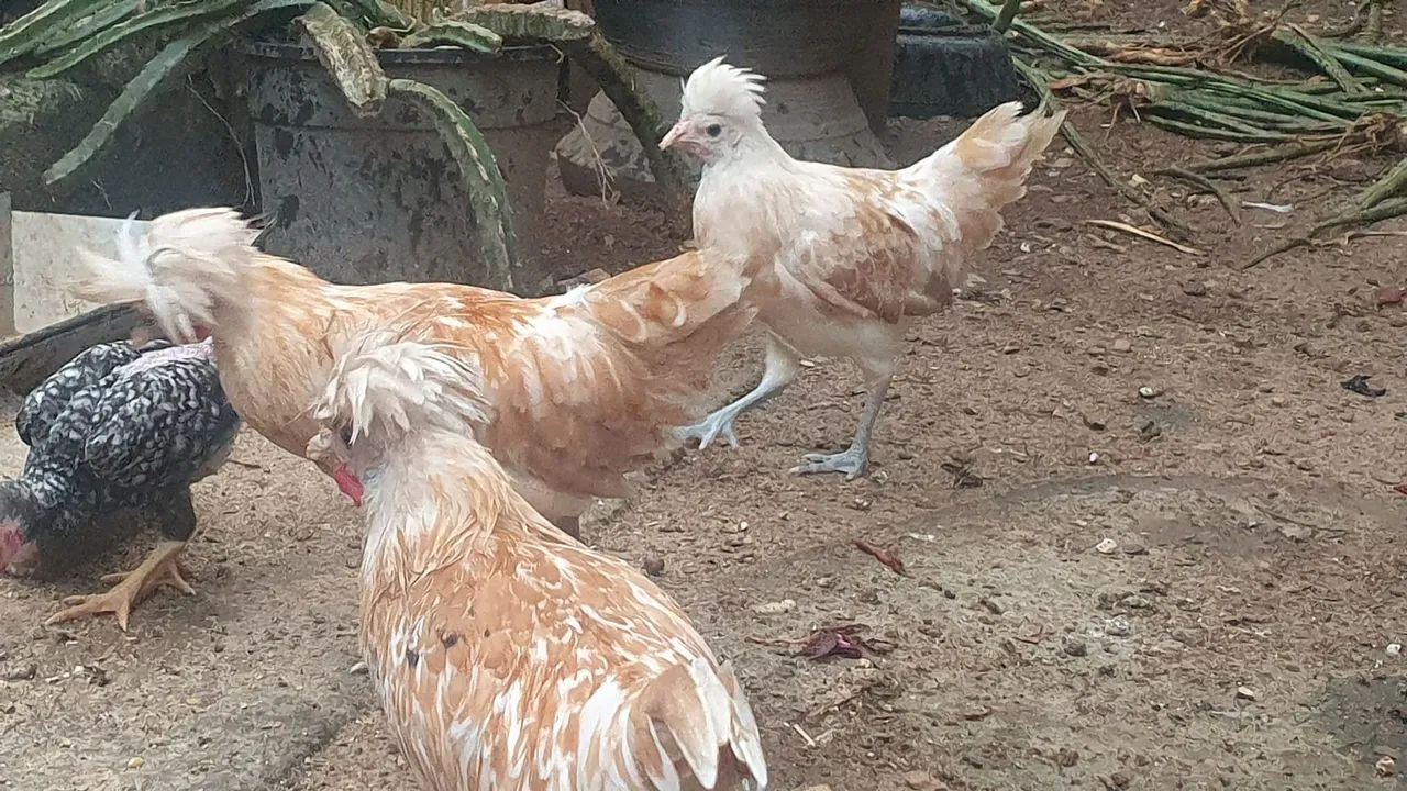 Casal de polinesa camursa - Foto 4