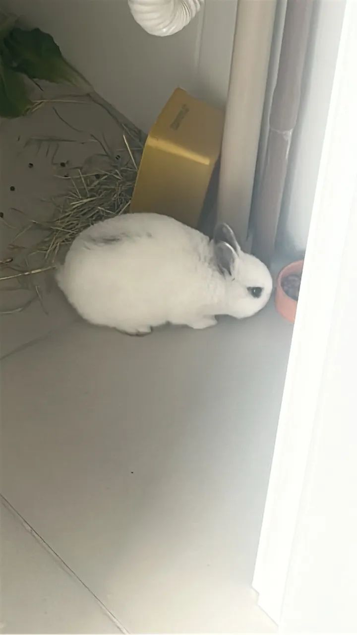 Vendo coelho anão netherland dwarf  - Foto 2
