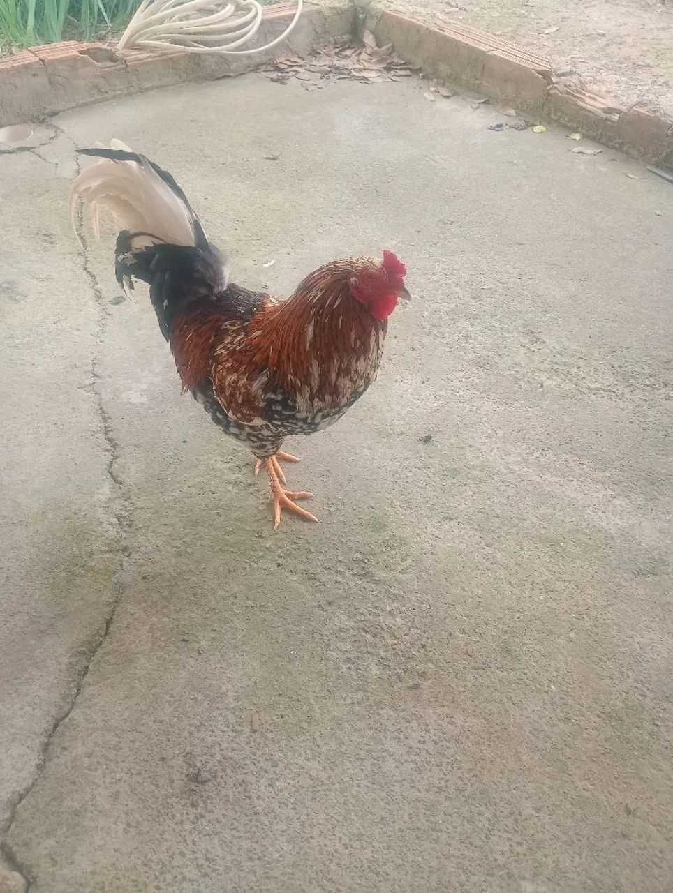 Frango já grande índio 
