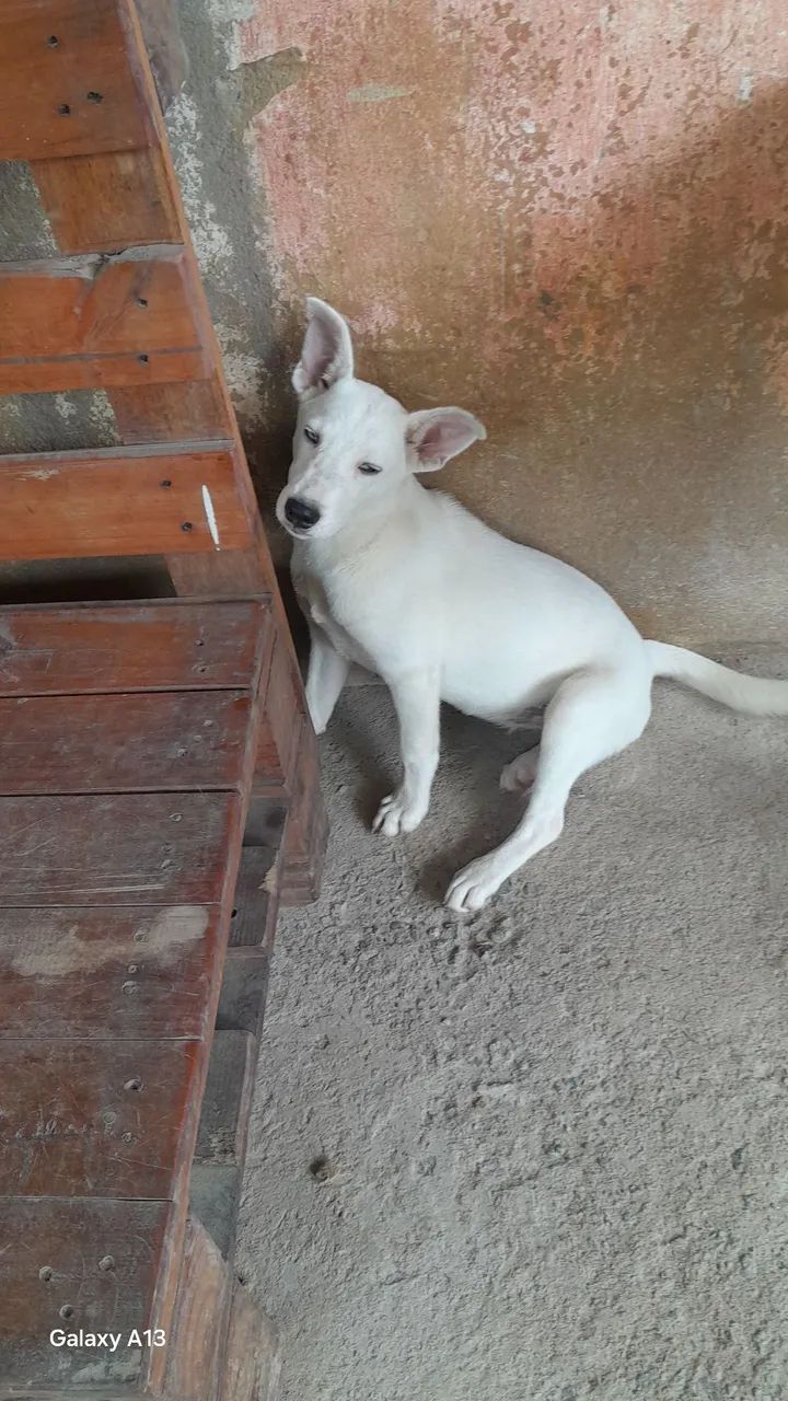 Adoção  - Foto 3