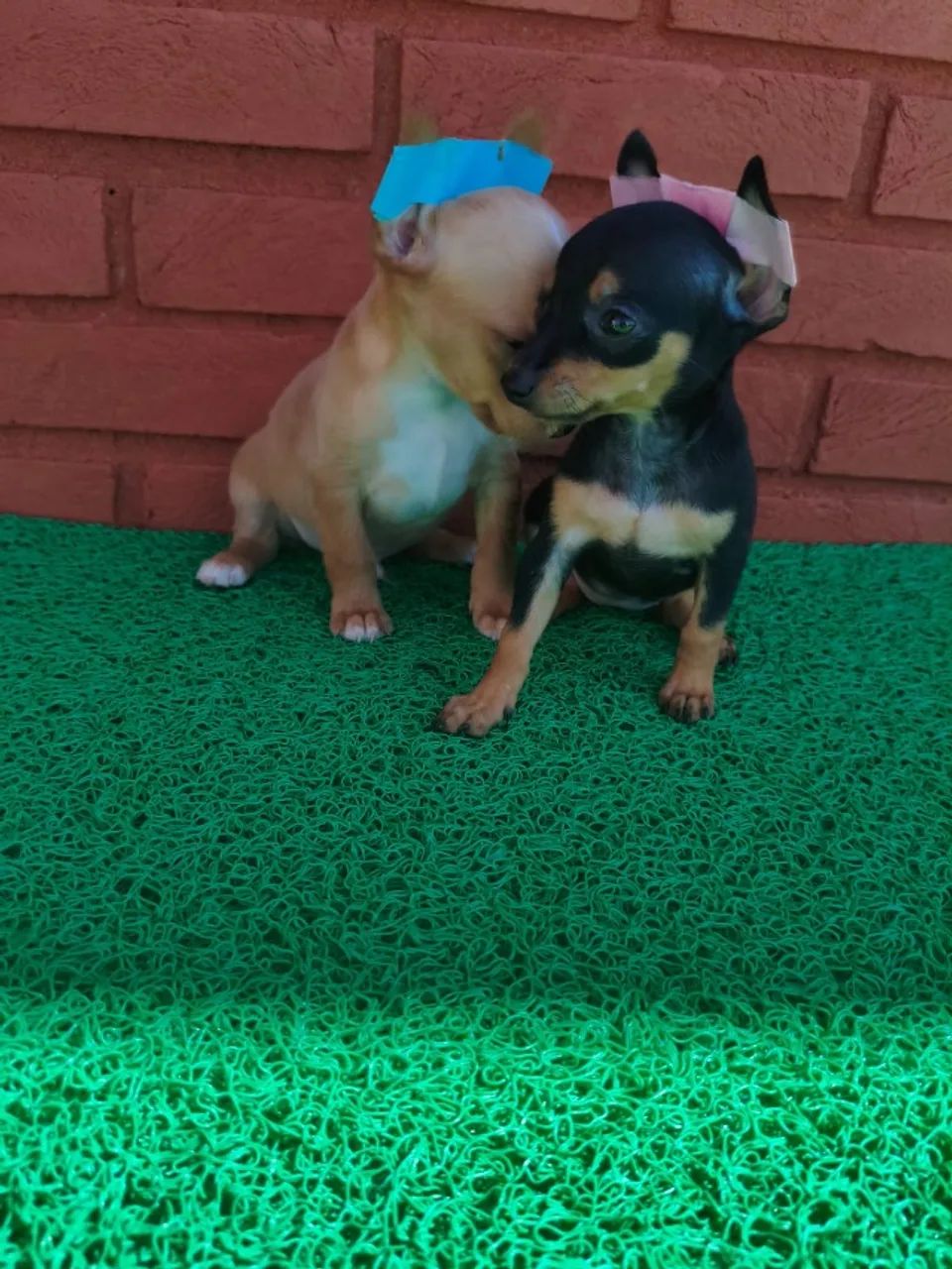 Casal de Pinscher macho e fêmea prontos para novo lar - WhatsApp