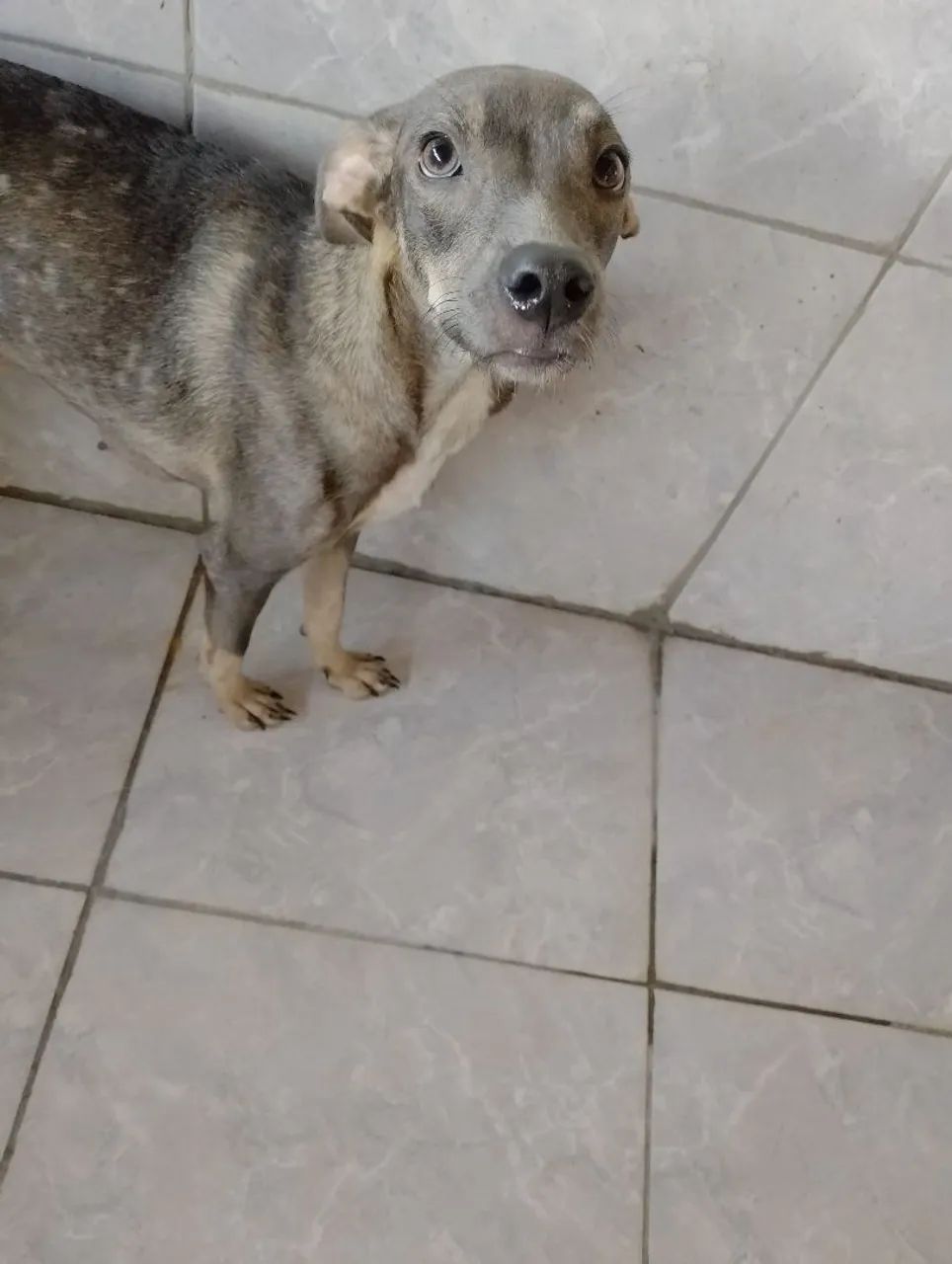 Pets para adoção  - Foto 5