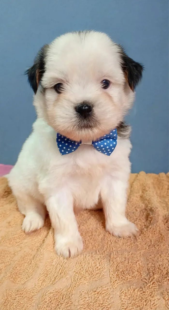 Lindos filhotes de shih tzu - Foto 3