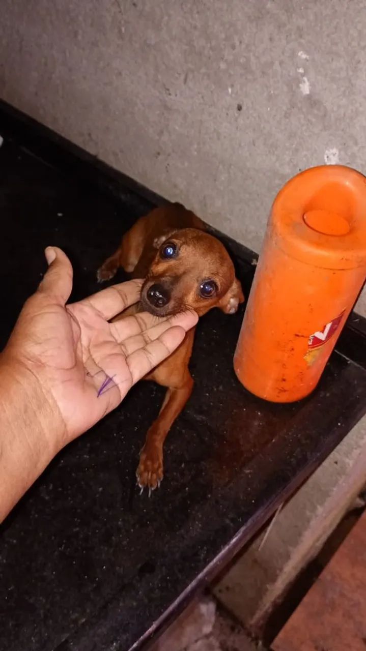 Pinscher  - Foto 2