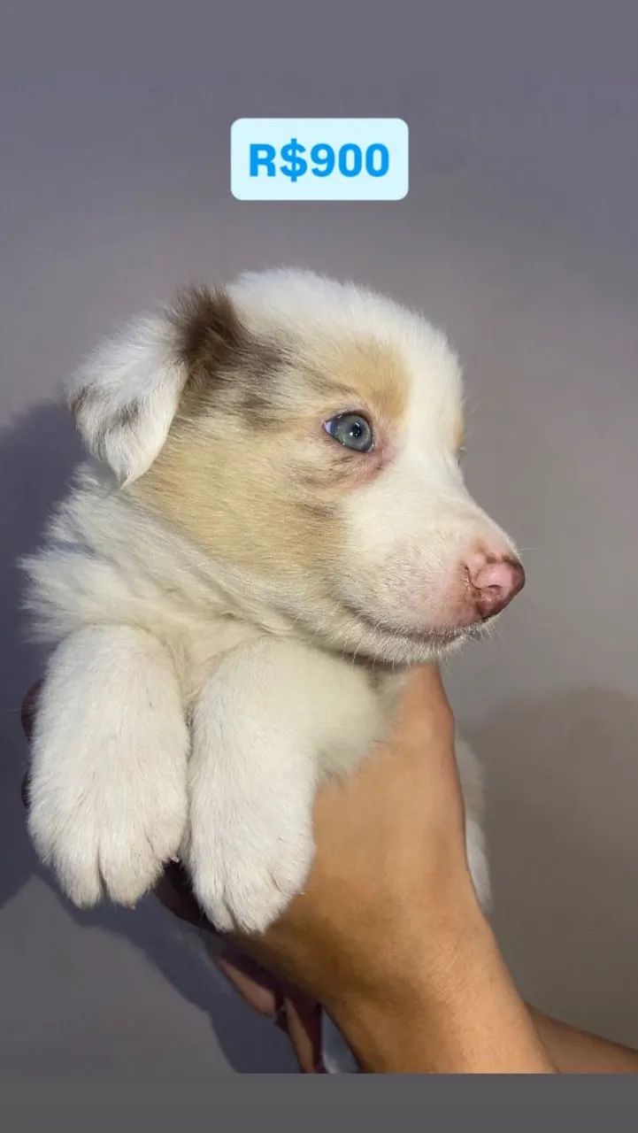 Border collie macho merle  - Foto 4
