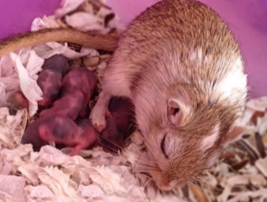 Vendo filhotes de Gerbil( Esquilo da Mongólia) - Foto 3
