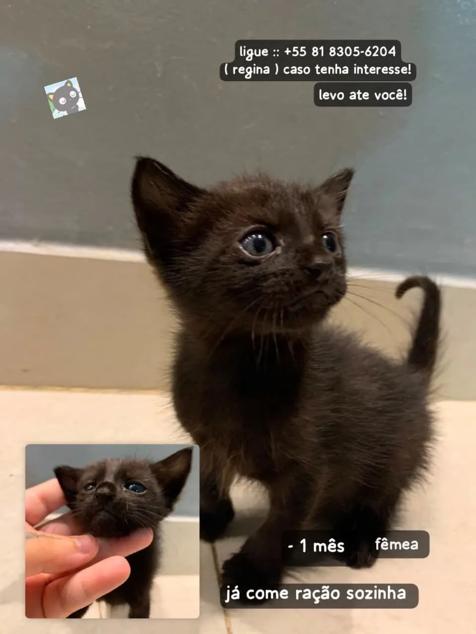 Gatinhos pra doações responsáveis  - Foto 2