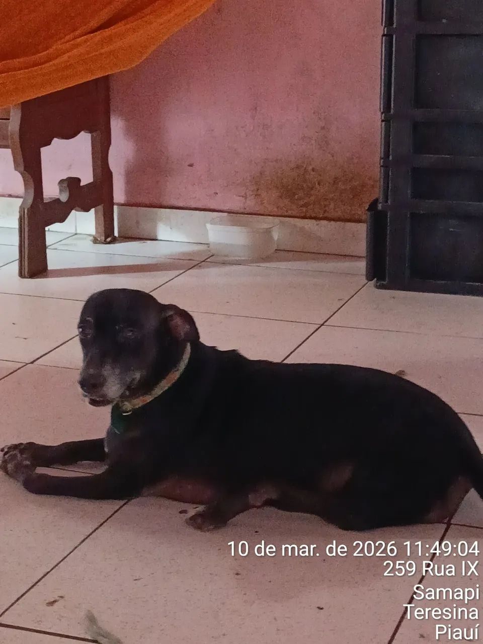 Adoção Responsável  - Foto 2