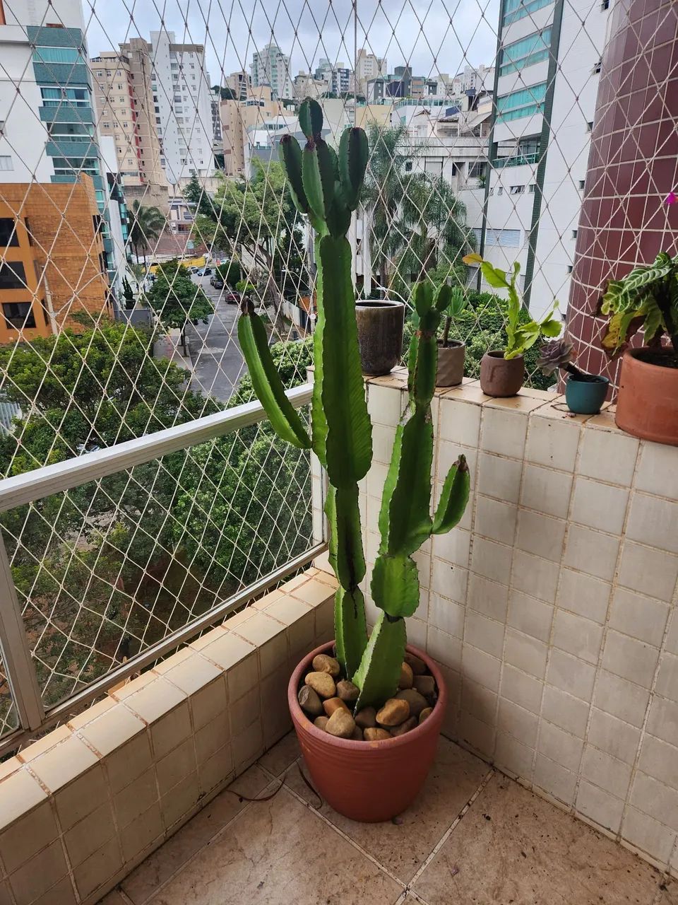 Cacto em vaso de barro
