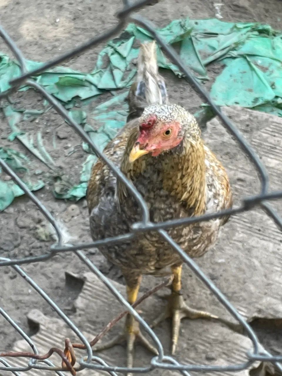 Galos e galinhas - Foto 5