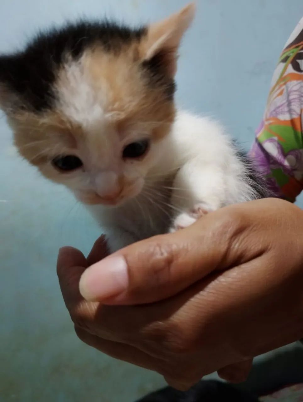 Gatinhos  - Foto 2