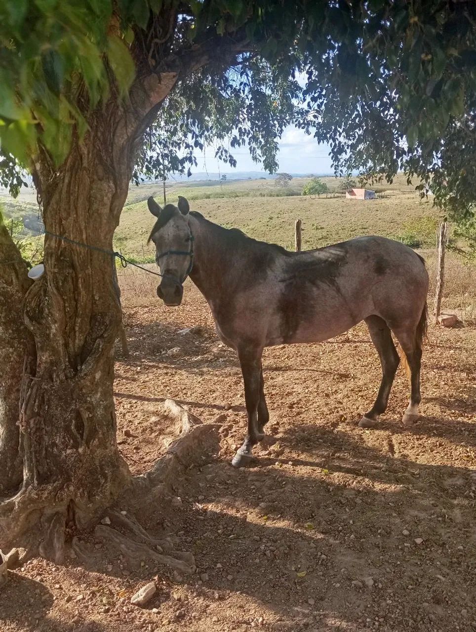 Vendas de cavalo  - Foto 2